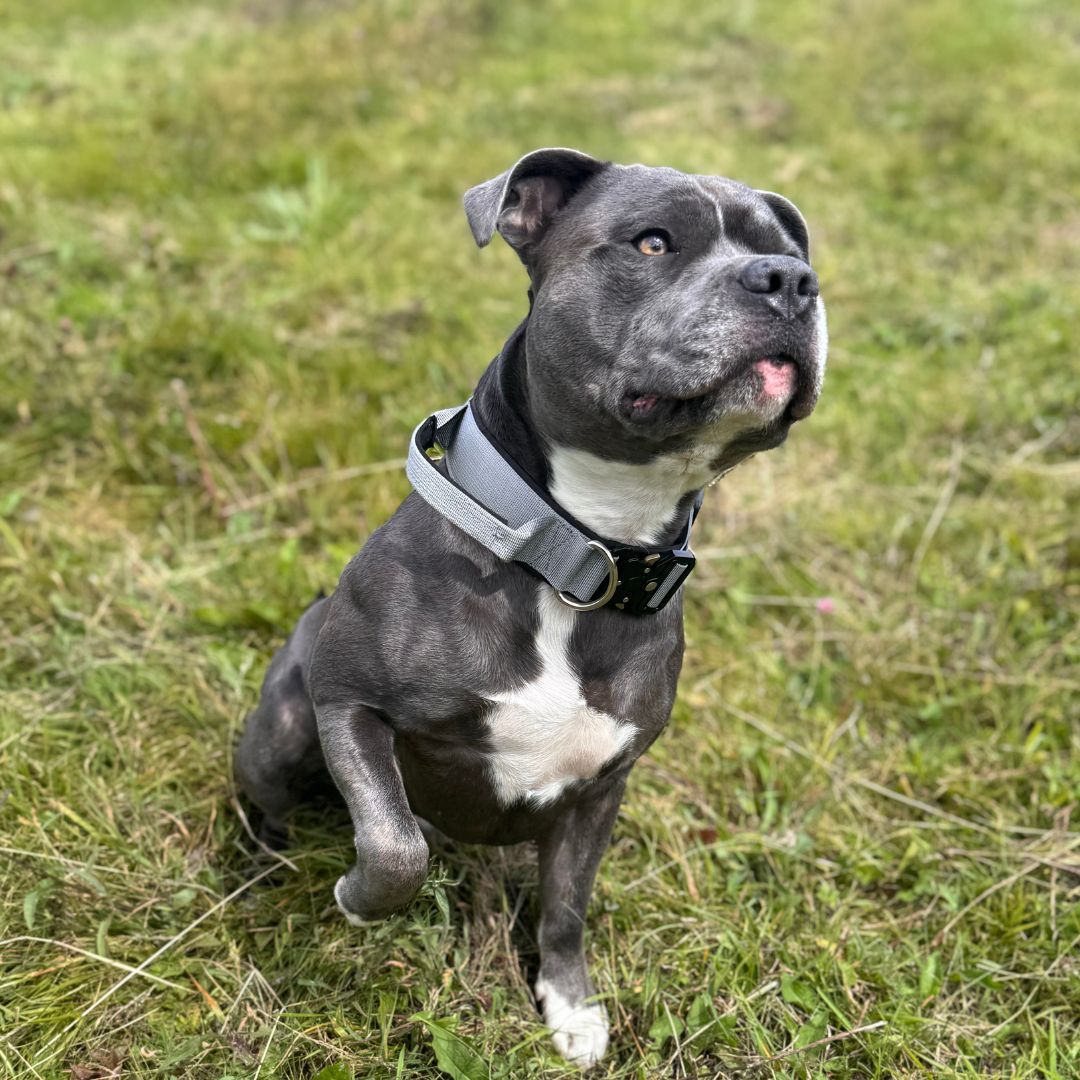 Tactical Collar – Elite Series