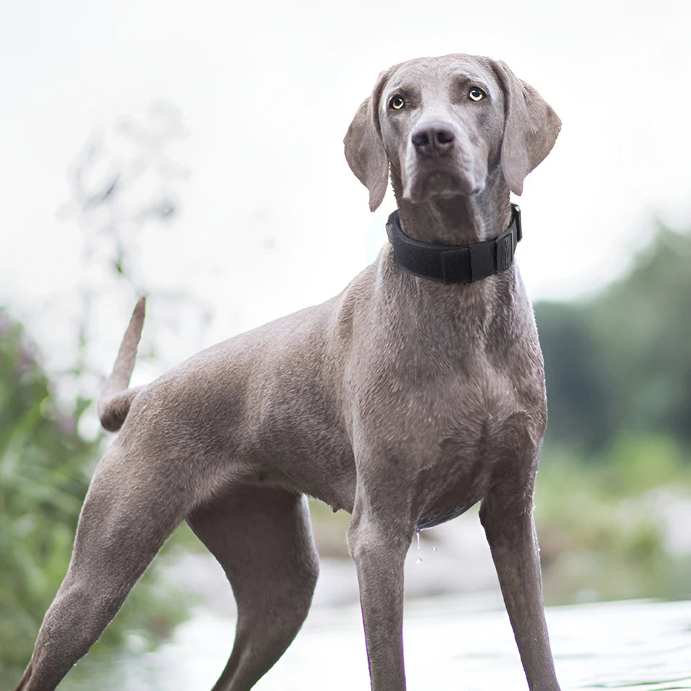 Pablo’s Pack Tactical Collar – Elite Series