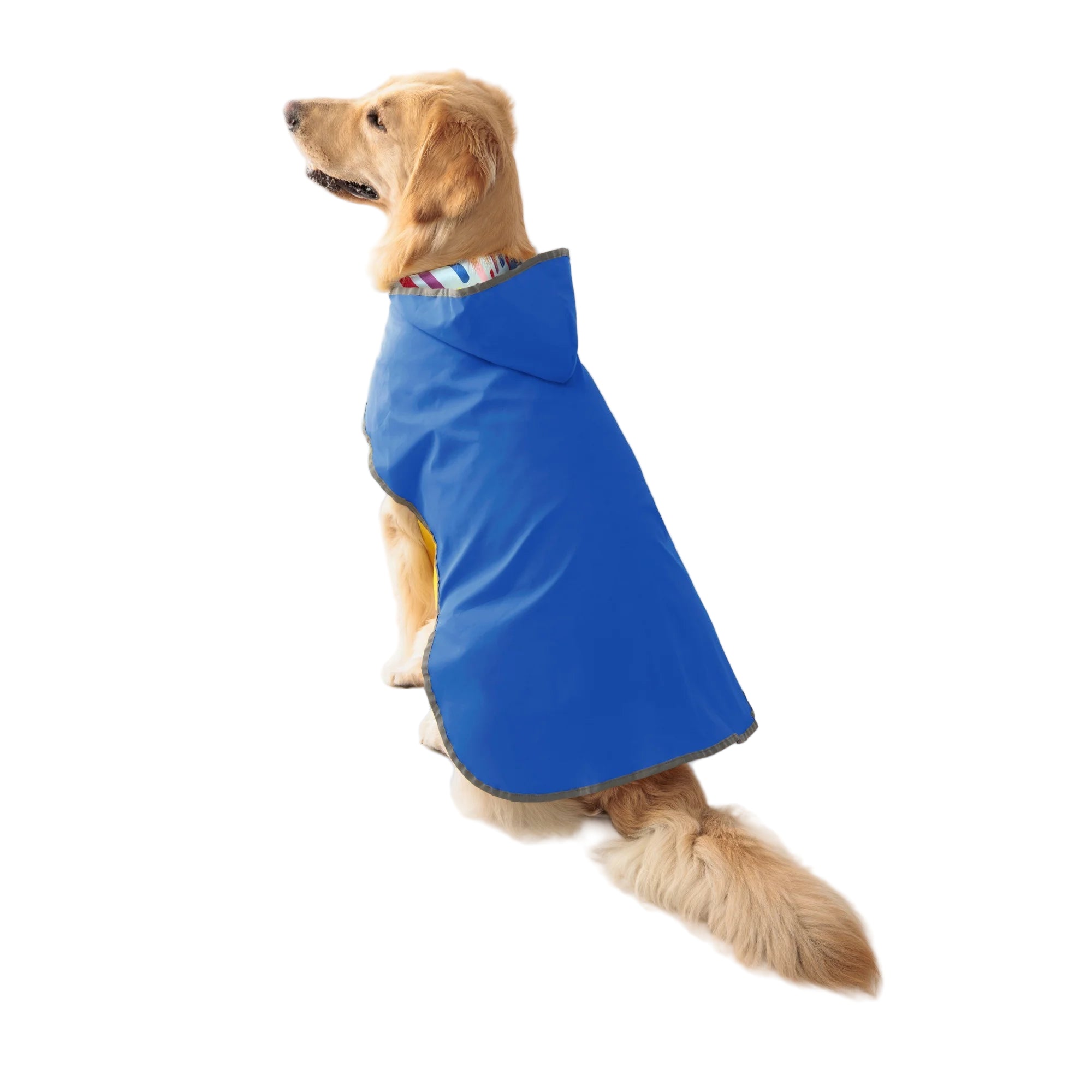 Dog wearing a blue raincoat with  a white background